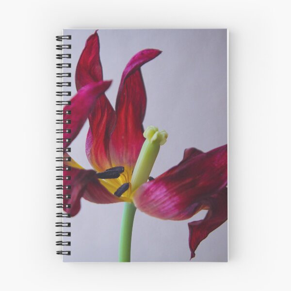 Item preview, Wilting Tulip designed and sold by Novelimages.