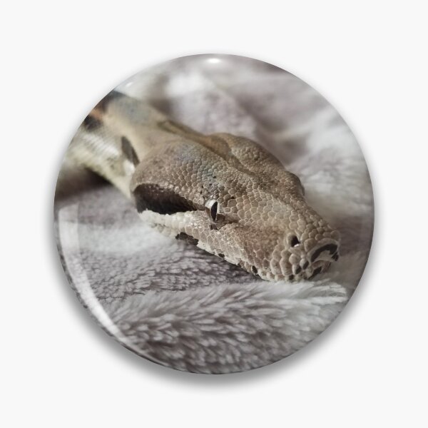 Item preview, Khalo, Boa Constrictor designed and sold by rainbowreptiles.