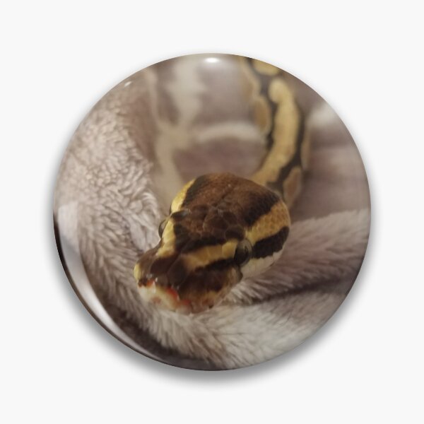 Item preview, Lemon, Ball Python designed and sold by rainbowreptiles.