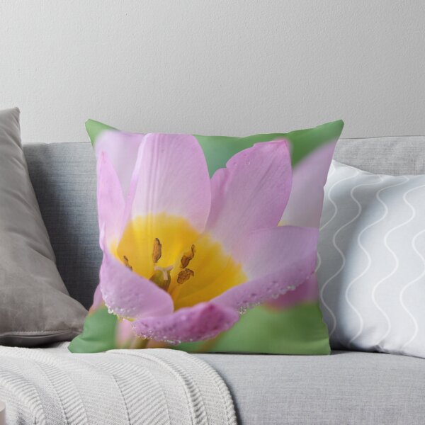 Item preview, Tulipa saxatilis Bakeri Group  'Lilac Wonder'   designed and sold by Chris Burrows.
