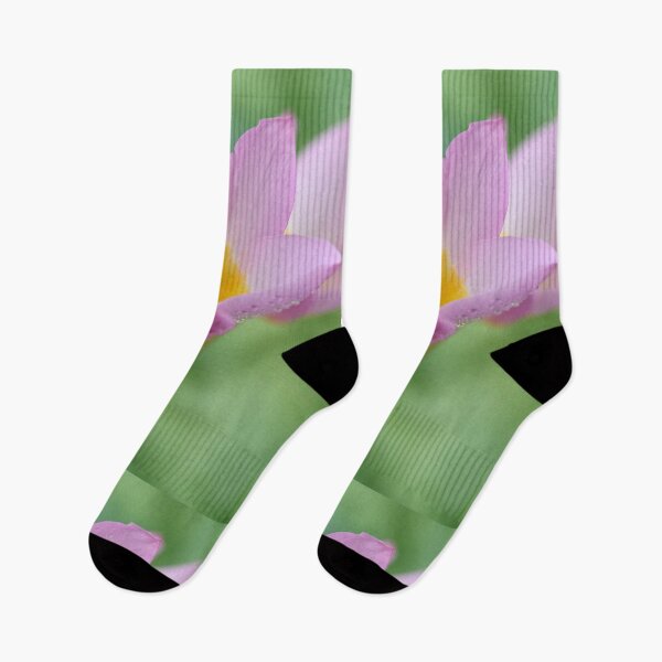 Item preview, Tulipa saxatilis Bakeri Group  'Lilac Wonder'   designed and sold by Chris Burrows.