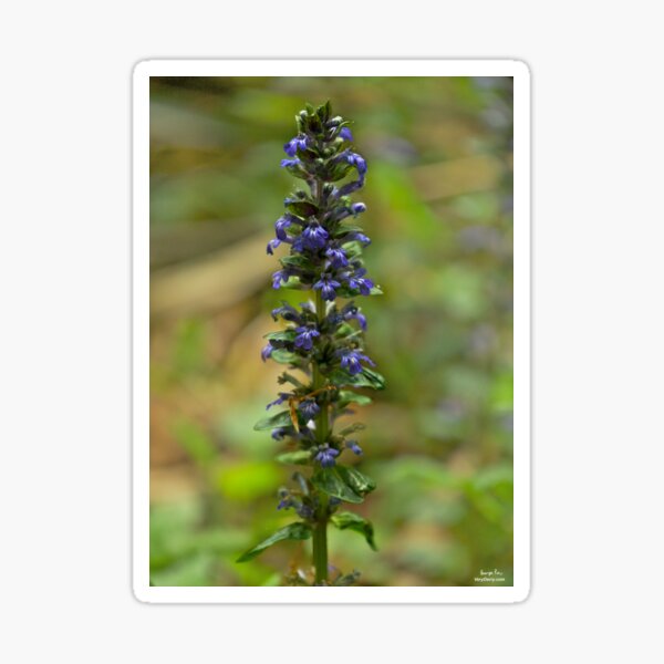 Bugleherb - Burntollet Woods Sticker