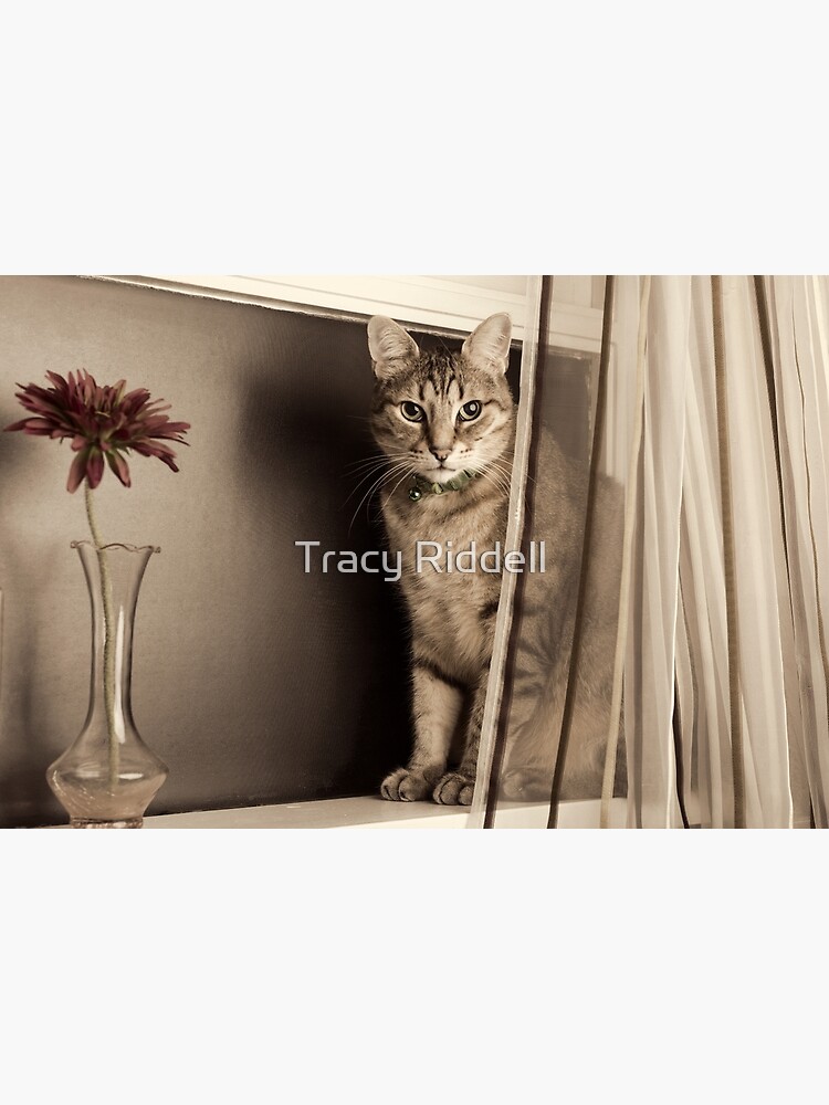 Curtain Call by taos