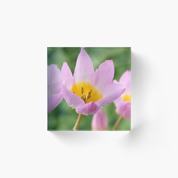 Tulipa saxatilis Bakeri Group 'Lilac Wonder' Acrylic Block