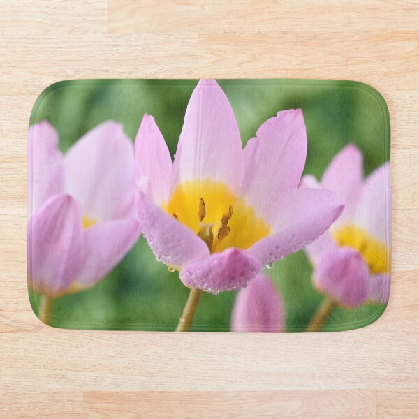 Artikelvorschau, Tulipa saxatilis Bakeri Group & # 39; Fliederwunder & # 39; entworfen und verkauft von Chris Burrows.