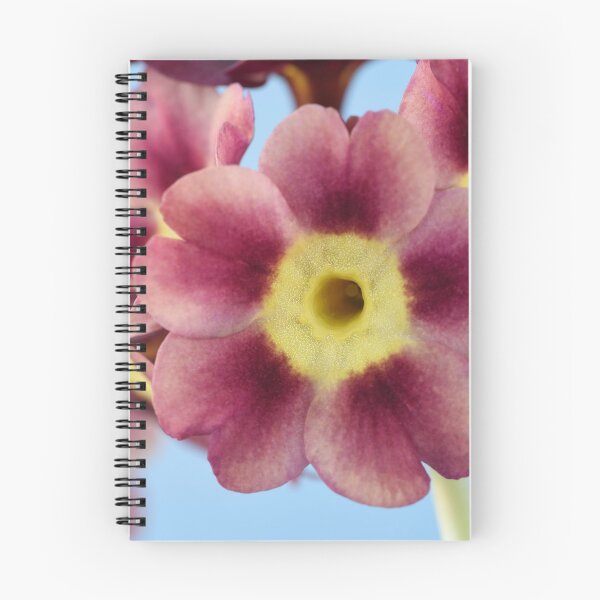 Item preview, Primula auricula  designed and sold by Chris Burrows.