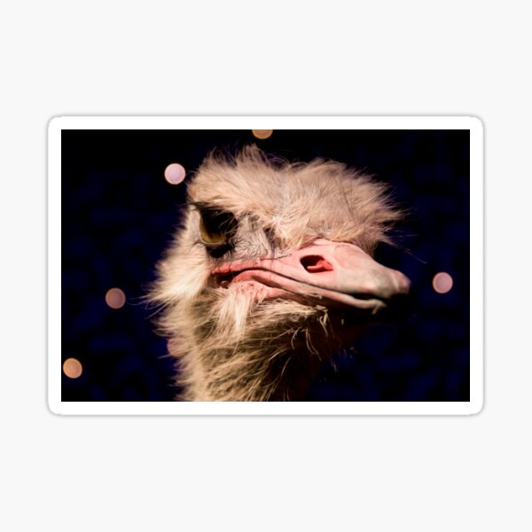 Ostrich love 6" STICKER *F217* DECAL emu egg farming africa dessert 