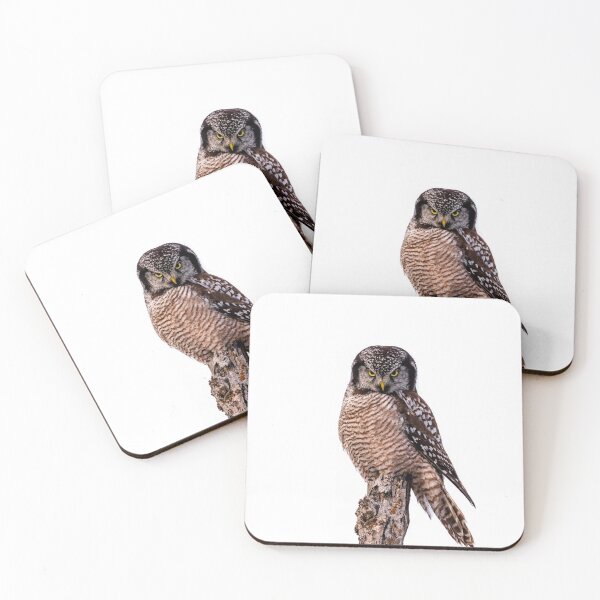Item preview, Northen Hawk Owl designed and sold by Karen Hogan.