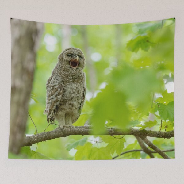 Item preview, Adorable Barred Owlet designed and sold by Karen Hogan.