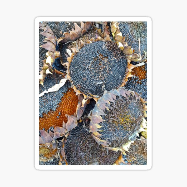 Item preview, Sunflower Seeds by Avril Thomas at Magpie Springs designed and sold by MagpieSprings.