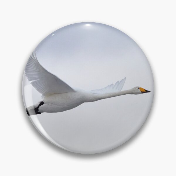 Item preview, Flyby 1 Whooper Swan designed and sold by Jouko Lehto Photography.