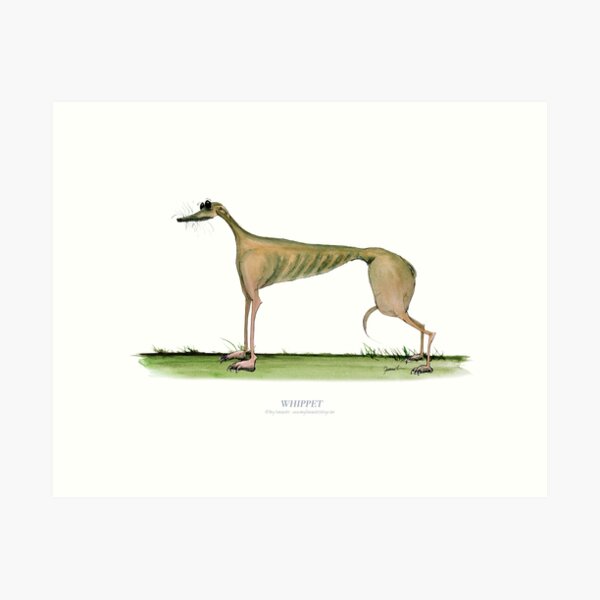 Whippet Dog - tony fernandes Art Print