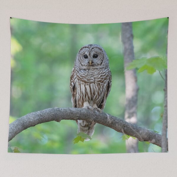 Item preview, Barred Owl Perching on a Branch designed and sold by Karen Hogan.