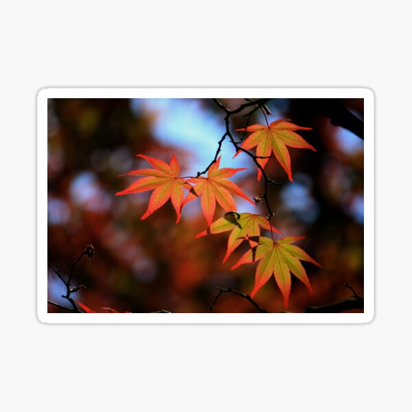 Leaf dance Sticker