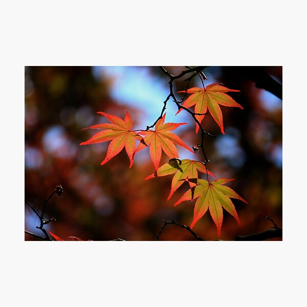 Leaf dance Photographic Print