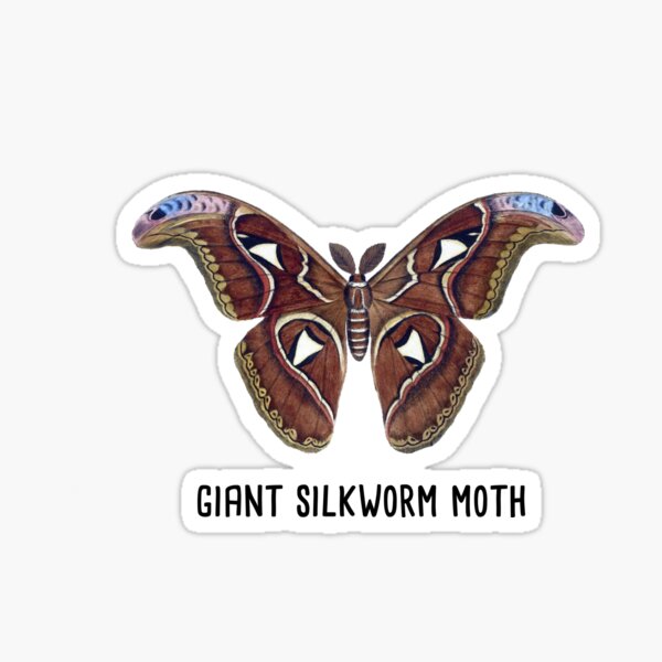 Item preview, Giant Silkworm Moth | Silkworm Cecropia Moth Vintage Style Illustration designed and sold by Rabbitti.