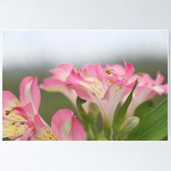 Item preview, Pink flowers in the spring designed and sold by hannelorevanhal.