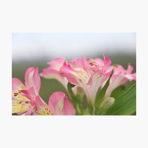 Item preview, Pink flowers in the spring designed and sold by hannelorevanhal.