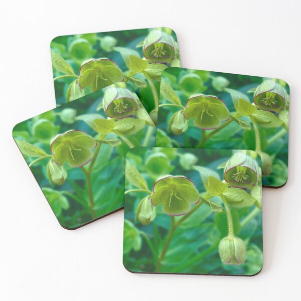 Item preview, Helleborus Foetidus designed and sold by Alisonchambers2.