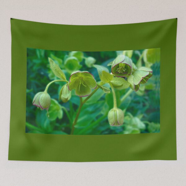 Item preview, Helleborus Foetidus designed and sold by Alisonchambers2.