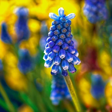 Artwork thumbnail, Beautiful Spring by Alisonchambers2
