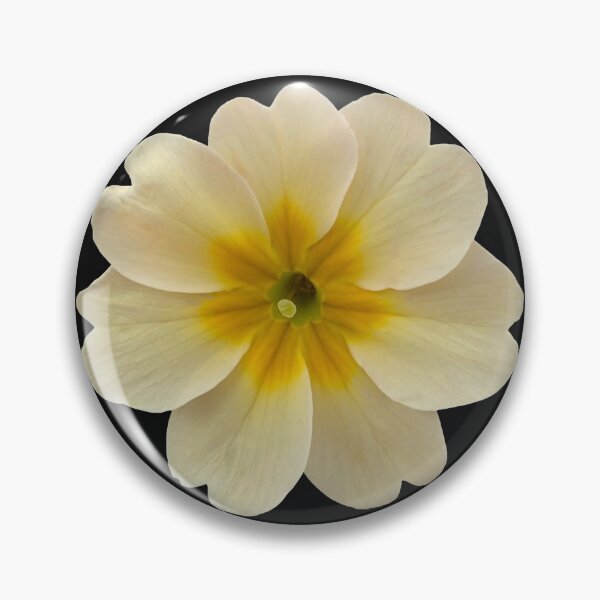Item preview, Cream Flower Primrose Still Life Floral Photography on Black designed and sold by CottoVerdi.