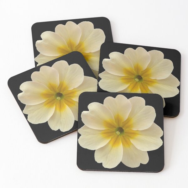 Item preview, Cream Flower Primrose Still Life Floral Photography on Black designed and sold by CottoVerdi.