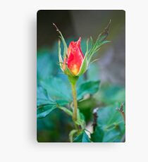 Single Red Bud Metal Print