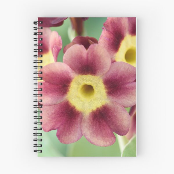 Item preview, Primula auricula designed and sold by Chris Burrows.