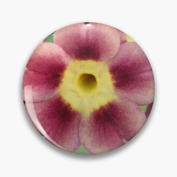 Item preview, Primula auricula designed and sold by Chris Burrows.