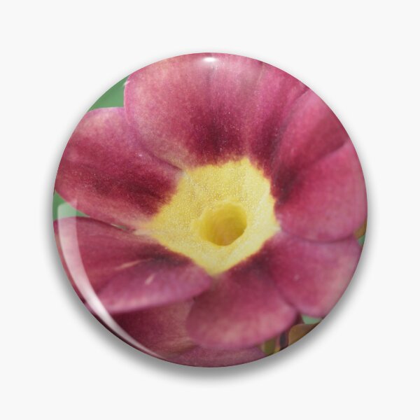 Item preview, Primula auricula designed and sold by Chris Burrows.