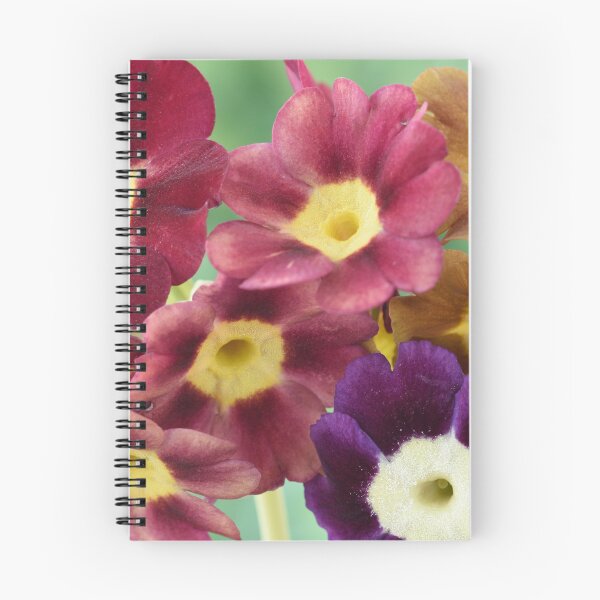 Item preview, Primula auricula designed and sold by Chris Burrows.