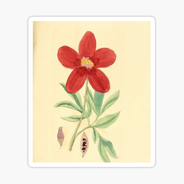 Item preview, Adolphe Millot Fleurs designed and sold by AllPerfect.