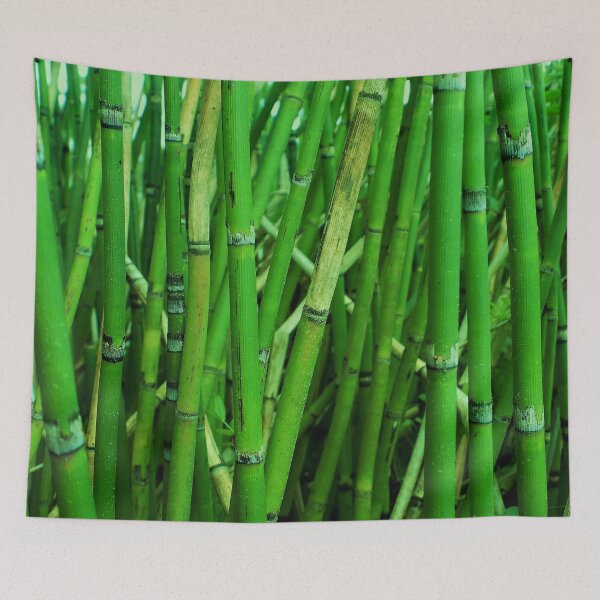 Item preview, Young Green Bamboo Shoots Photo for print designed and sold by mrtraz.