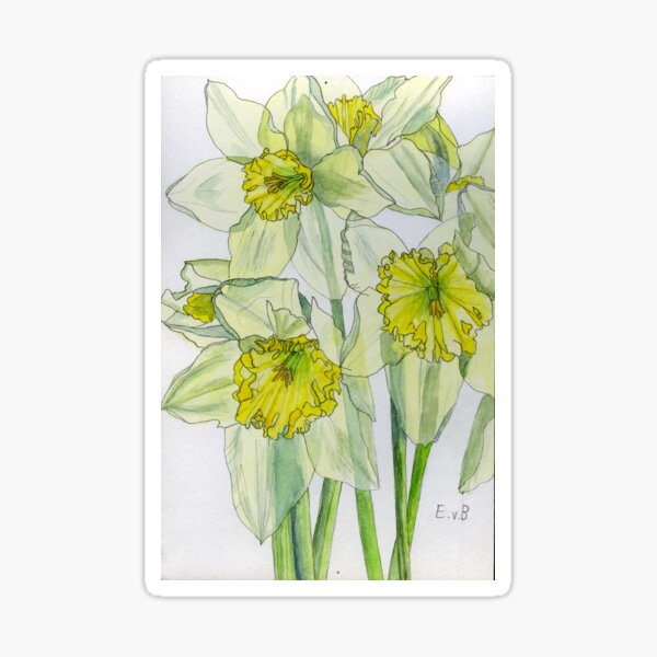 Daffodil Themed Gifts | John Lewis & Partners