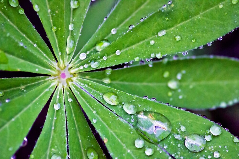 lupin leaf by vicki field  redbubble lupin leaf by vicki field  redbubble