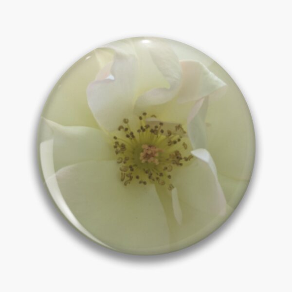 Item preview, Floribunda Rose Flower BR designed and sold by PLANTONE.