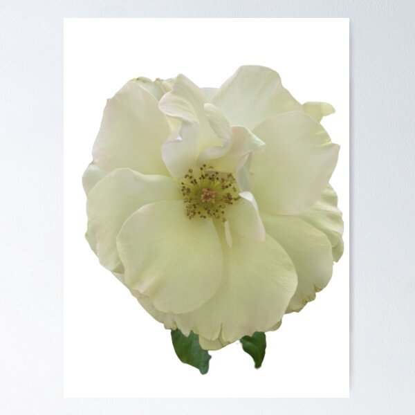 Item preview, Floribunda Rose Flower BR designed and sold by PLANTONE.