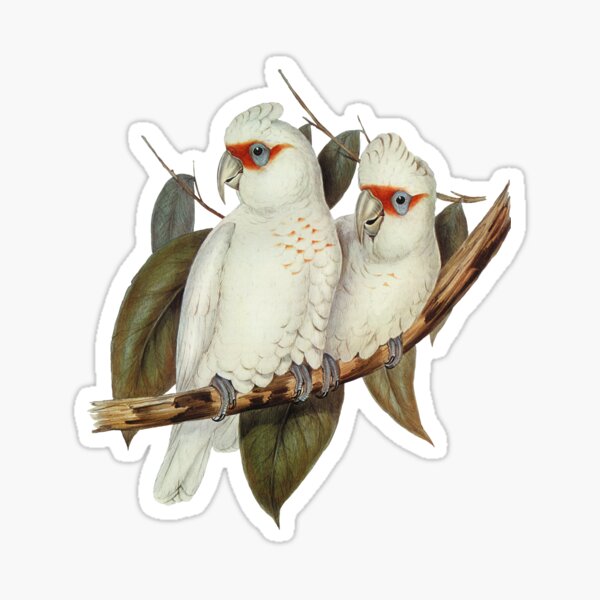 Item preview, Long-billed Cockatoos designed and sold by Natalie Witt.