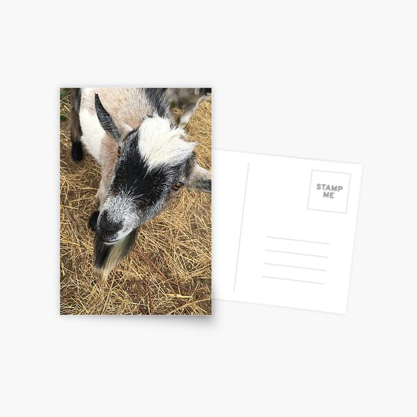Curious Goat Postcard