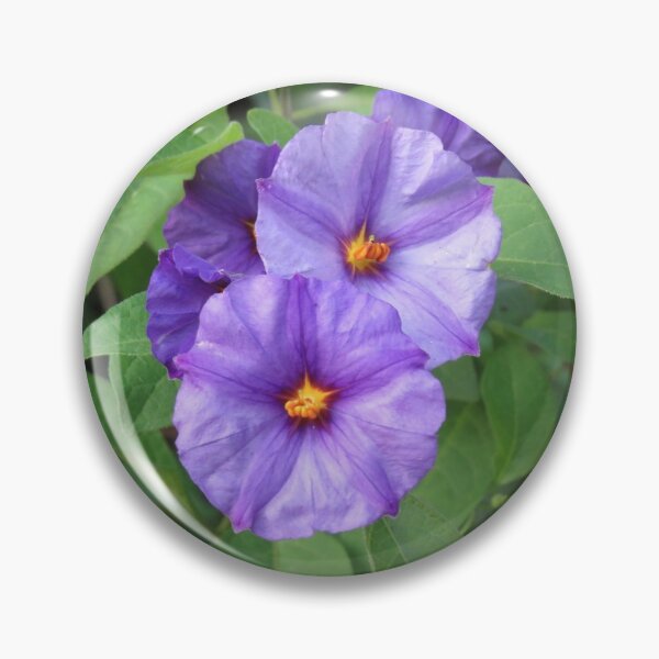 Item preview, Paraguay nightshade flowers designed and sold by greentiger1.