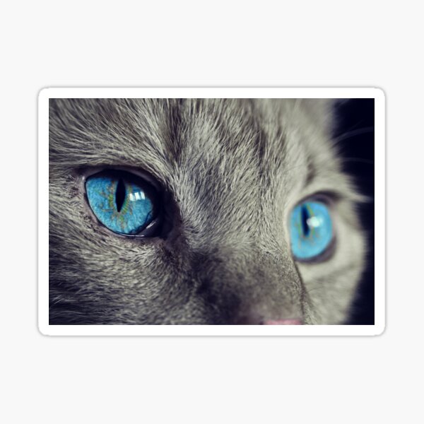 Produits Sur Le Theme Chemise Yeux De Chat Redbubble