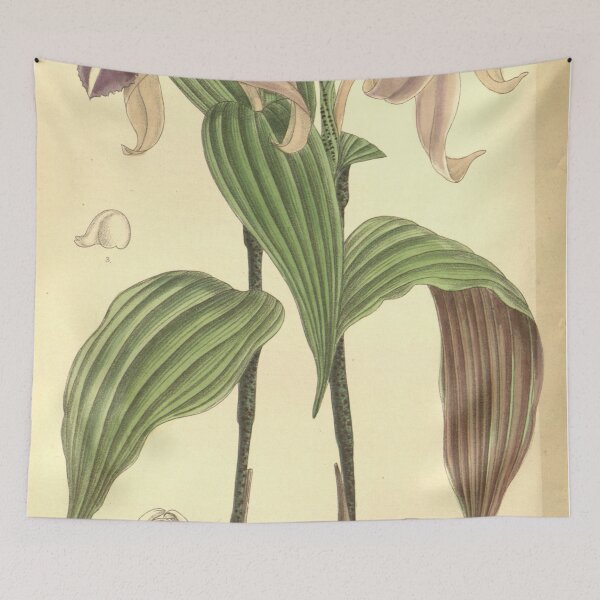 Item preview, Sobralia sessilis (S. decora) Curtis v. 120 (ser. 3 no. 50) pl. 7376 designed and sold by EsotericBotanic.