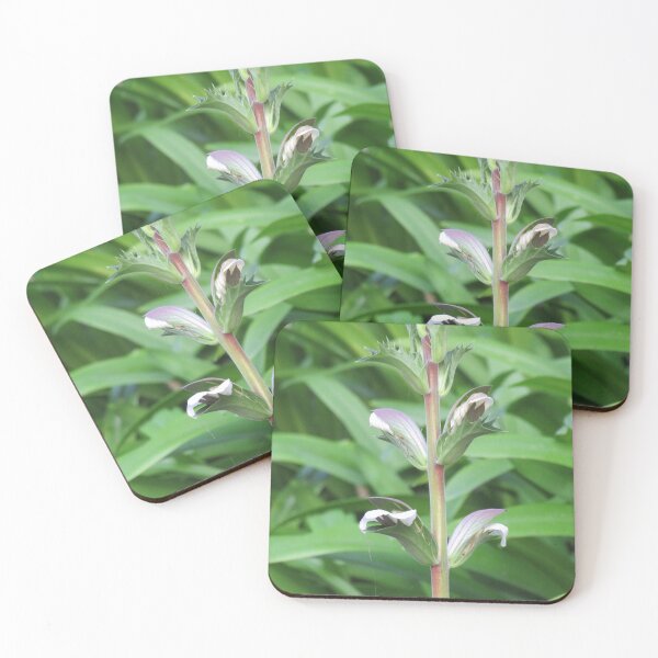 Item preview, Acanthus mollis flowers designed and sold by greentiger1.