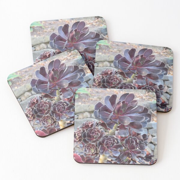 Item preview, Aeonium schwarzkopf designed and sold by greentiger1.