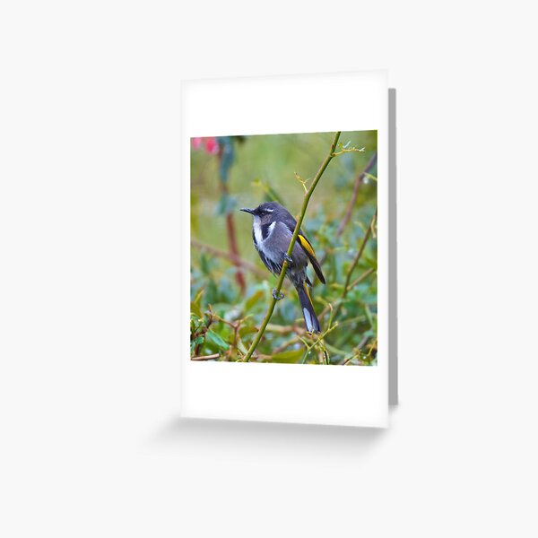 Item preview, HONEYEATER ~ Crescent Honeyeater 2h7TGXjK by David Irwin designed and sold by tasmanianartist.