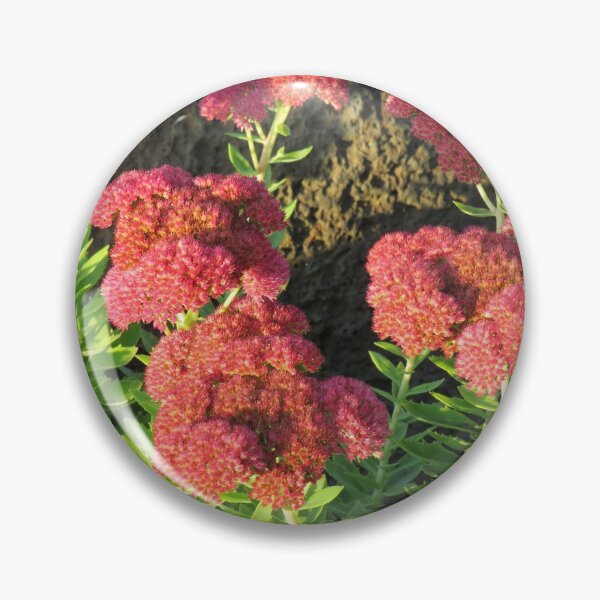 Item preview, Red showy stonecrop designed and sold by greentiger1.