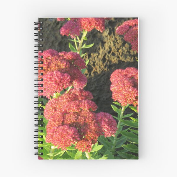 Item preview, Red showy stonecrop designed and sold by greentiger1.