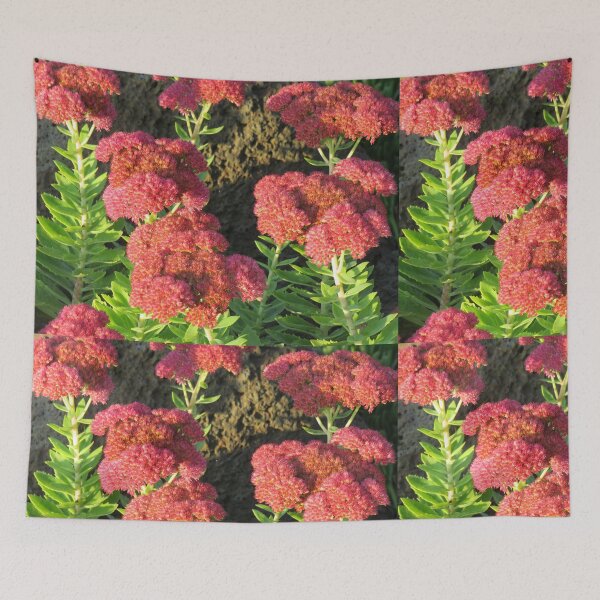 Item preview, Red showy stonecrop designed and sold by greentiger1.