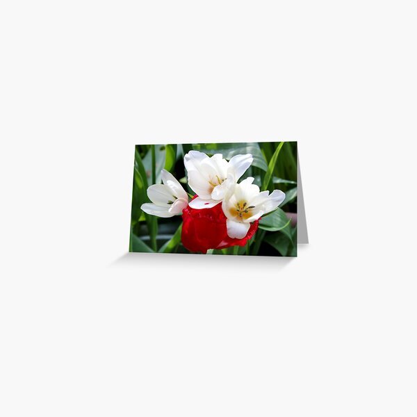 Item preview, Red & White Tulips designed and sold by AnnDixon.